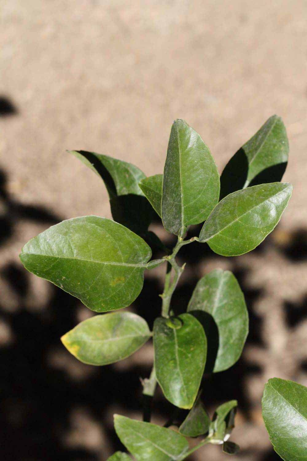              Sun leaves (Riverside, CA)       